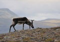 Reindeer Royalty Free Stock Photo