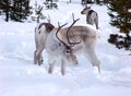 Reindeer