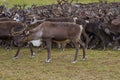 Reindeer against the backdrop of a fleeing herd. Yamal