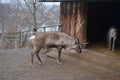 Reindeer against the background of an old wooden house