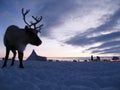 Reindeer against a tundra landscape Royalty Free Stock Photo