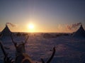 Reindeer against a tundra landscape
