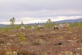 Reindeer alert when danger threatened