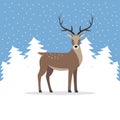 Reindeer With Antler On Background Of Trees.