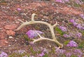 Reindeer Antler in the Moss Campion