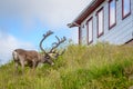 Reindeer with antlers eating grass outside house in village, Finnmark, Norway Royalty Free Stock Photo