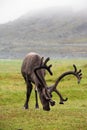 Reindeer with antlers grazing on the Arctic tundra Royalty Free Stock Photo