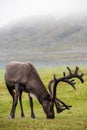 Reindeer with antlers grazing on the Arctic tundra Royalty Free Stock Photo