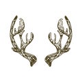 Reindeer antlers illustration