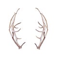 Reindeer Antlers Isolated on White