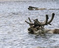 Reindeer with antlers swim across the river during migration