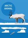 Reindeer. Arctic animals. Flat style illustration