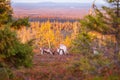 The reindeer in the autumn forest in Lapland with beautiful evening light, Riisitunturi national park Royalty Free Stock Photo