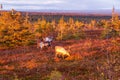 The reindeer in the autumn forest in Lapland with beautiful evening light, Riisitunturi national park Royalty Free Stock Photo