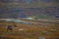 Reindeer in autumn in Kilpisjarvi, Lapland, Northern Finland Royalty Free Stock Photo