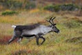 Reindeer in a autumn landscape Royalty Free Stock Photo