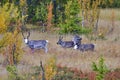 Reindeer in autumn in sweden