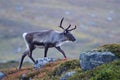 Reindeer in autumn in sweden Royalty Free Stock Photo