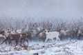 Reindeer on a background of snow and forest