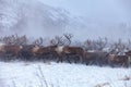 Reindeer on a background of snow and forest