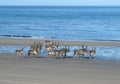 Reindeer on the beach Royalty Free Stock Photo