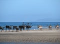 Reindeer on the beach Royalty Free Stock Photo