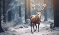 Reindeer with beautiful antler walking on a dirt path through a pine forest