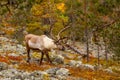 Reindeer in the beautiful autumn forest Royalty Free Stock Photo