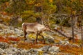 Reindeer in the beautiful autumn forest Royalty Free Stock Photo