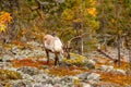 Reindeer in the beautiful autumn forest Royalty Free Stock Photo