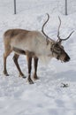 Reindeer Royalty Free Stock Photo