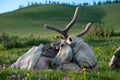 Reindeer belonging to Tsaatan herders of northern Mongolia Royalty Free Stock Photo