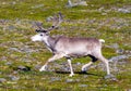 Reindeer in summer arctic Royalty Free Stock Photo