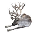 Reindeer with big horns close up. Finnish forest reindeer lies isolated on white background. The Finnish forest deer is a rare and Royalty Free Stock Photo