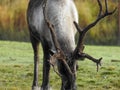 Reindeer with big horns grazing on a sunny day