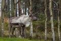 Reindeer - Cairngorm Mountains - Scotland Royalty Free Stock Photo