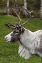 Reindeer - Cairngorm Mountains - Scotland Royalty Free Stock Photo