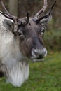 Reindeer - Cairngorm Mountains - Scotland Royalty Free Stock Photo
