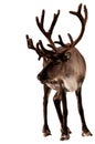 Reindeer caribou Royalty Free Stock Photo