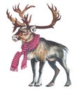 Reindeer (Caribou)