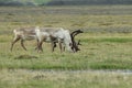 Reindeer- Caribou, Iceland