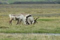 Reindeer- Caribou, Iceland