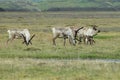 Reindeer- Caribou, Iceland