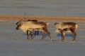 Reindeer, Caribou, Iceland