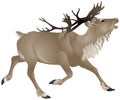 Reindeer or caribou in North America