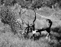 The reindeer, caribou in North America