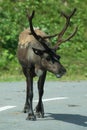 The reindeer, caribou in North America