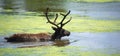 The reindeer, caribou in North America