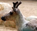 The reindeer, caribou