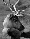 The reindeer, caribou in North America